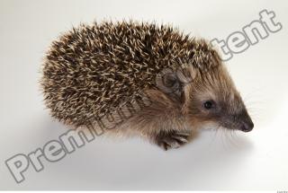 Hedgehog - Erinaceus europaeus  0015